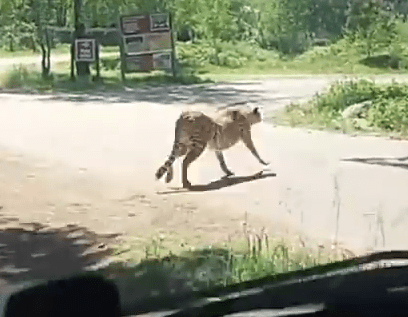  One of the cheetahs jumps up and gives chase as the visitors in the other car exclaim in shock