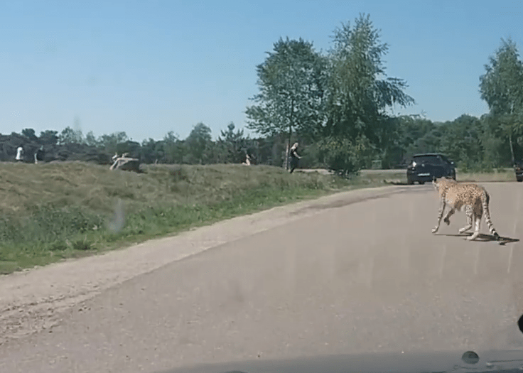  Another cheetah bounds past as the family turn and run back to their car