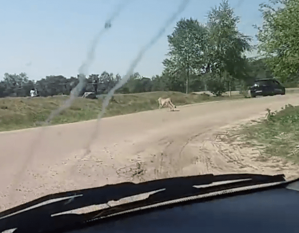  The animals run towards where the family have left their car for a second time