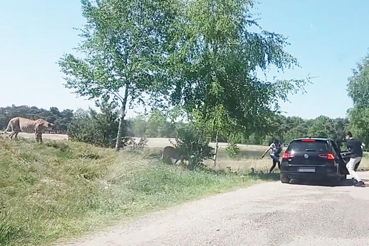  The family run back towards their car as the big cats stalk them like prey