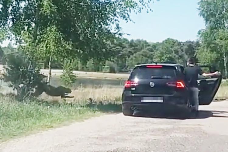  One of the animals lunges at the woman carrying the small child feet from the car