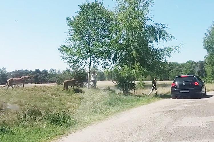  The family run back to their car as the cheetahs surround them