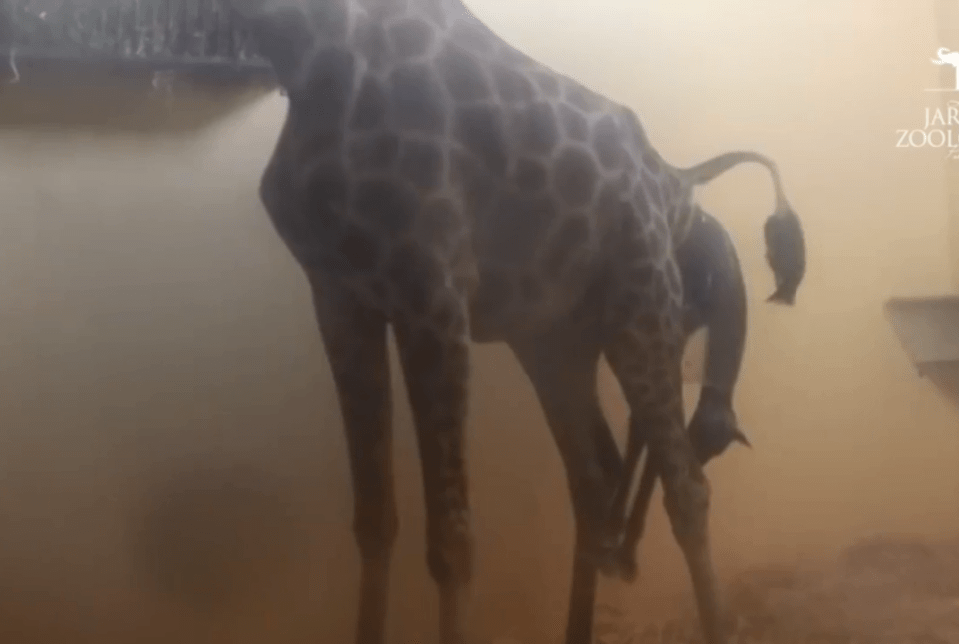  The giraffe gives birth at Lisbon Zoo in footage streamed live on YouTube