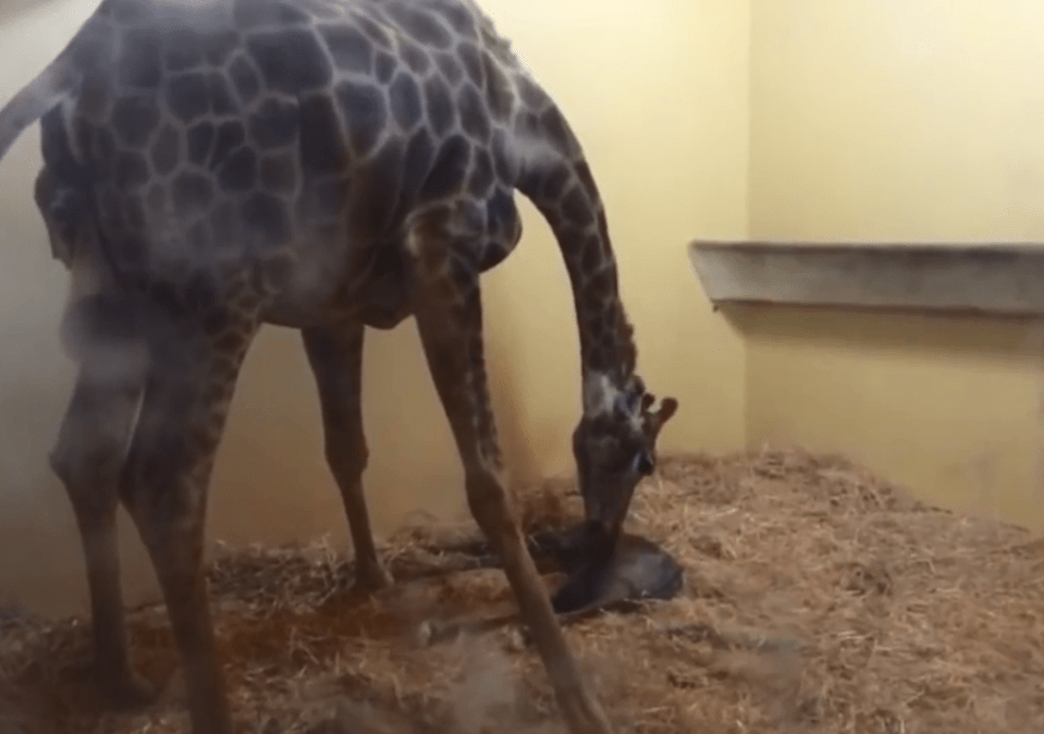  The tragic giraffe went viral after giving birth to a calf in November last year