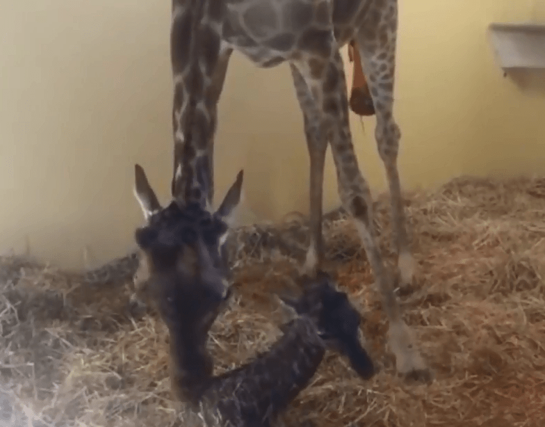  The giraffe cleans its newborn calf after giving birth back in November 2017