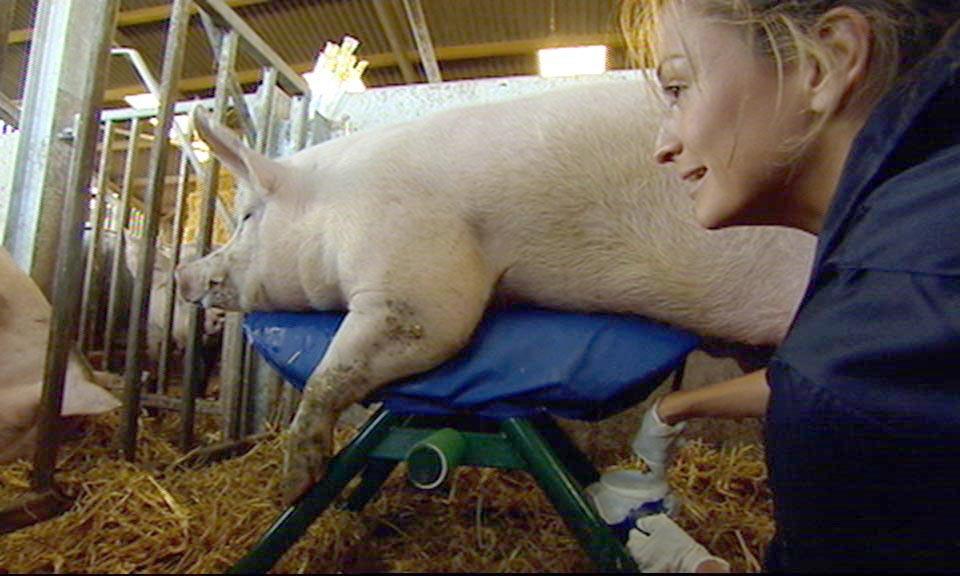  Rebecca Loos infamously pleasured a pig