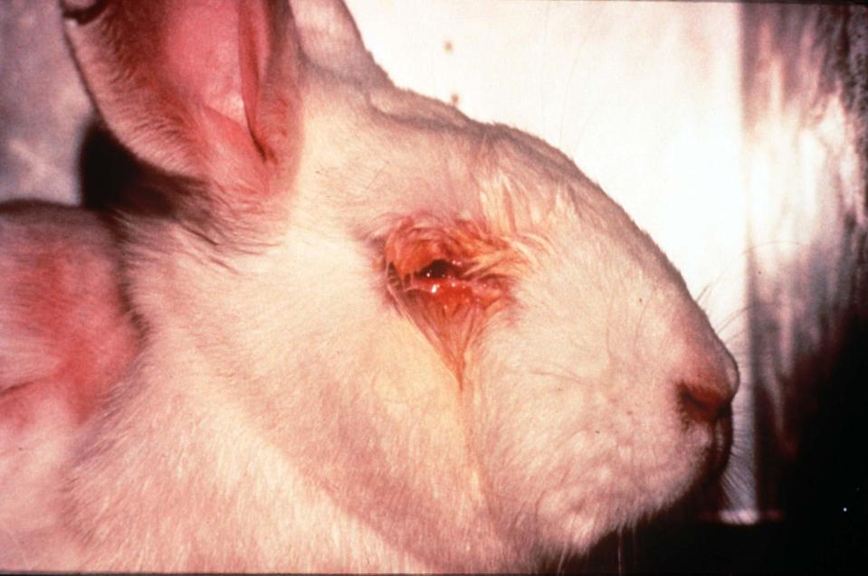  This rabbit has had shampoo dropped into its eyes as part of the testing process