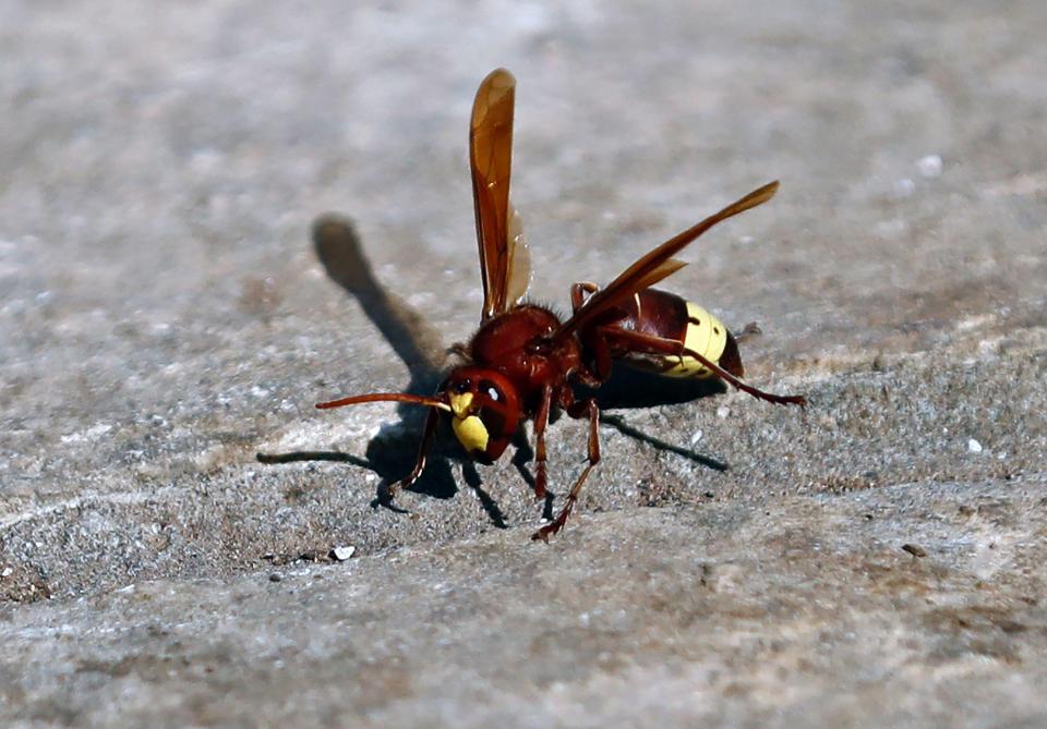  Experts have urged people to check their porches and garages for primary nests