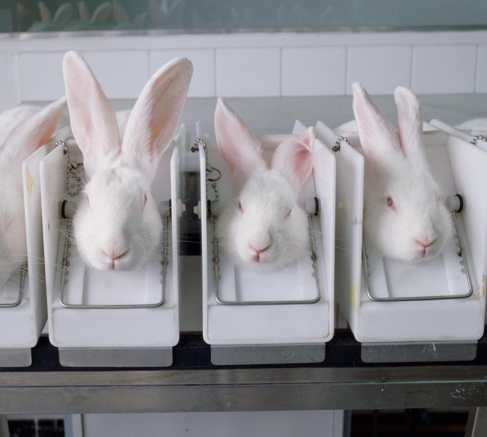  Bunnies are often used in animal testing