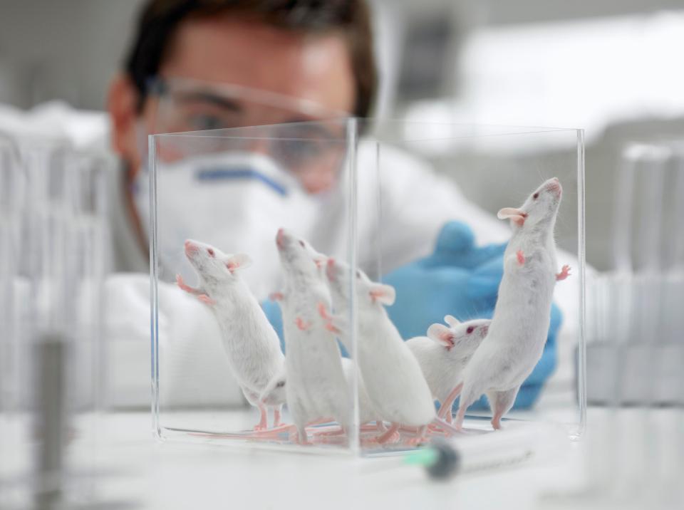  Rats are among the most common animals used in testing, alongside rabbits