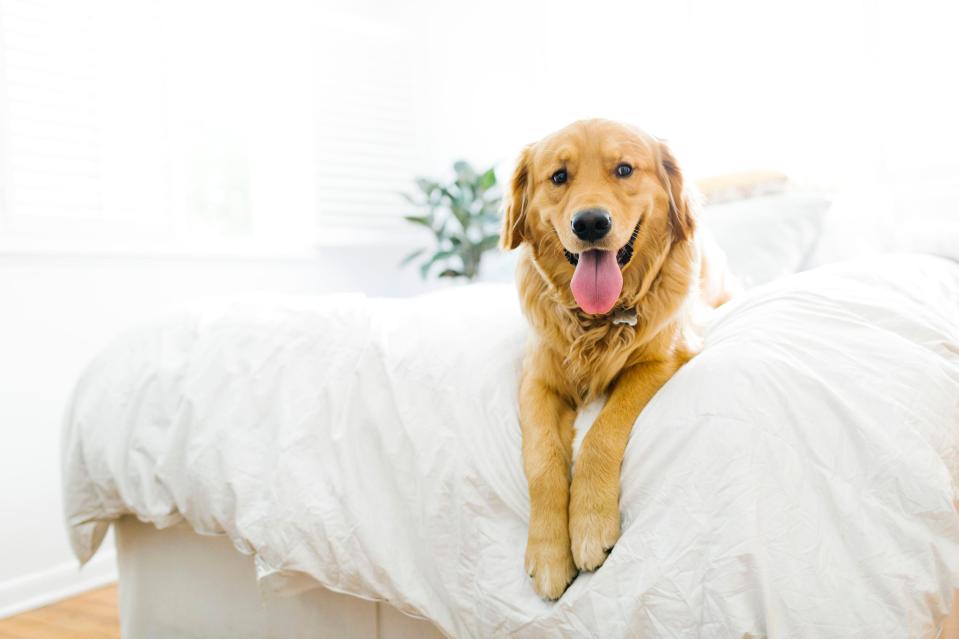 Letting your dog sleep on the bed will make your allergies worse