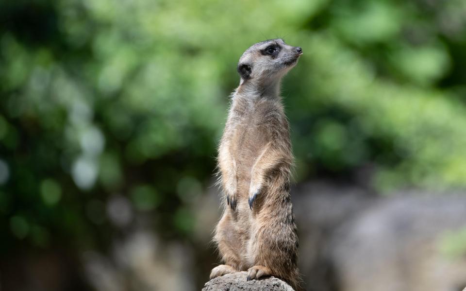  The meerkat was thrown to the floor and killed by a schoolboy (file image)