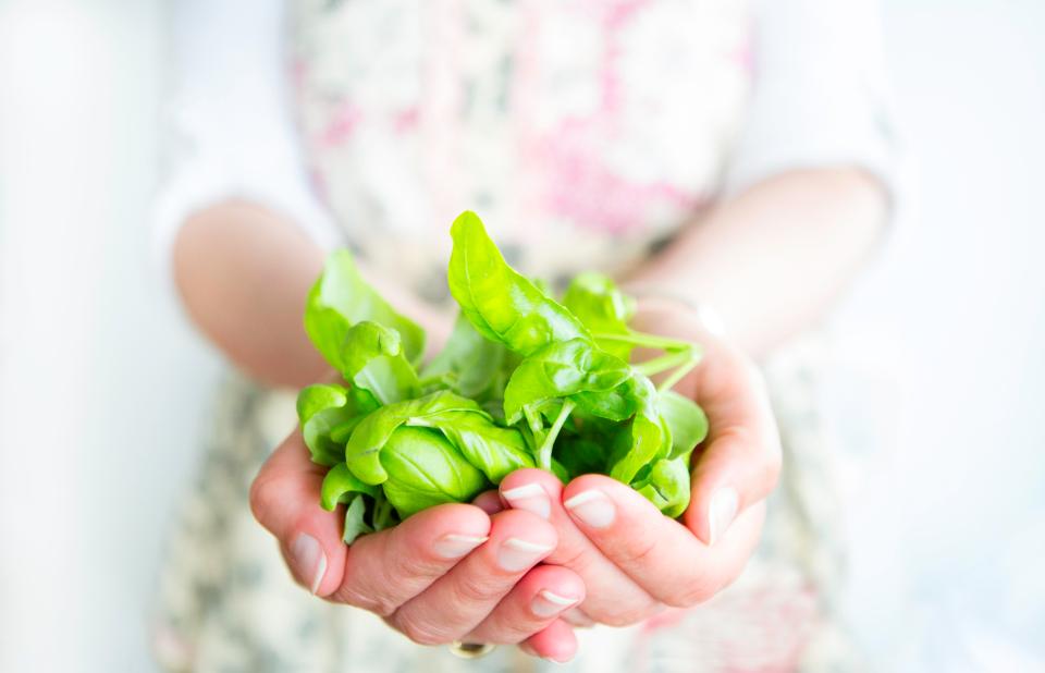  A mixture of water and basil can get rid of itching insect bites