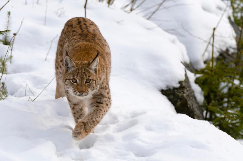  Rod Liddle pointed out in The Sun that people criticising plans to re-introduce the lynx to Northumberland should shut up because no one has ever been attacked by these moggies