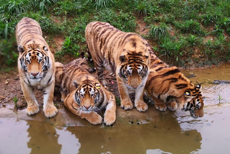  The park has been accused of cruelty and using animals to make tiger bone wine