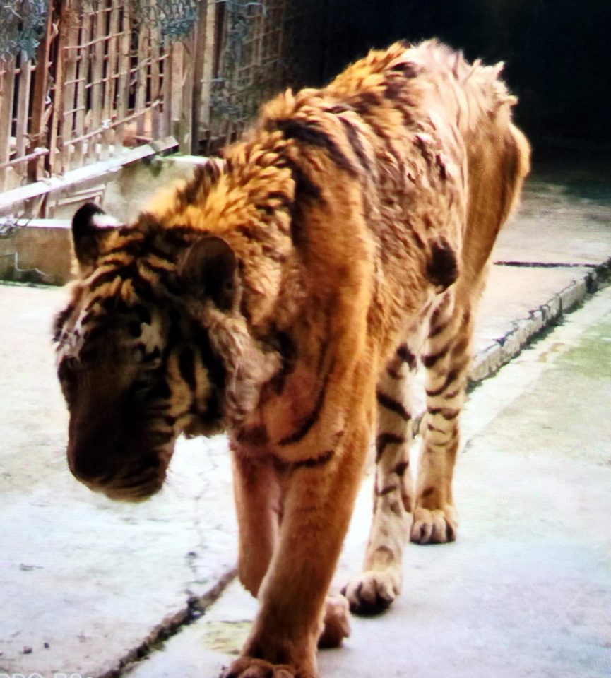  The tiger that mauled a zookeeper to death at the Chinese park