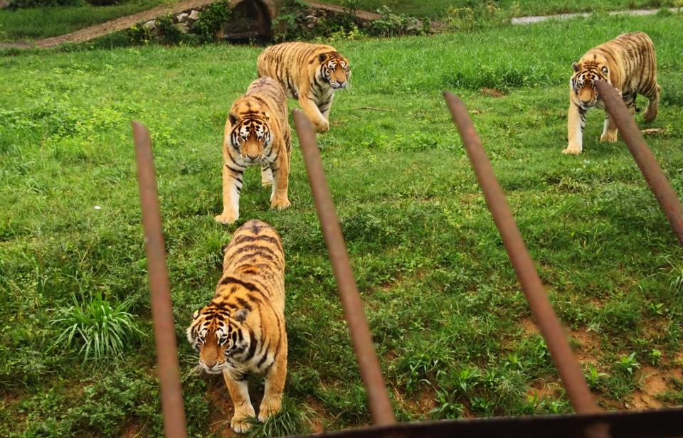  Tigers are pictured in their enclosure at Xiongsen Bear and Tiger Mountain Village