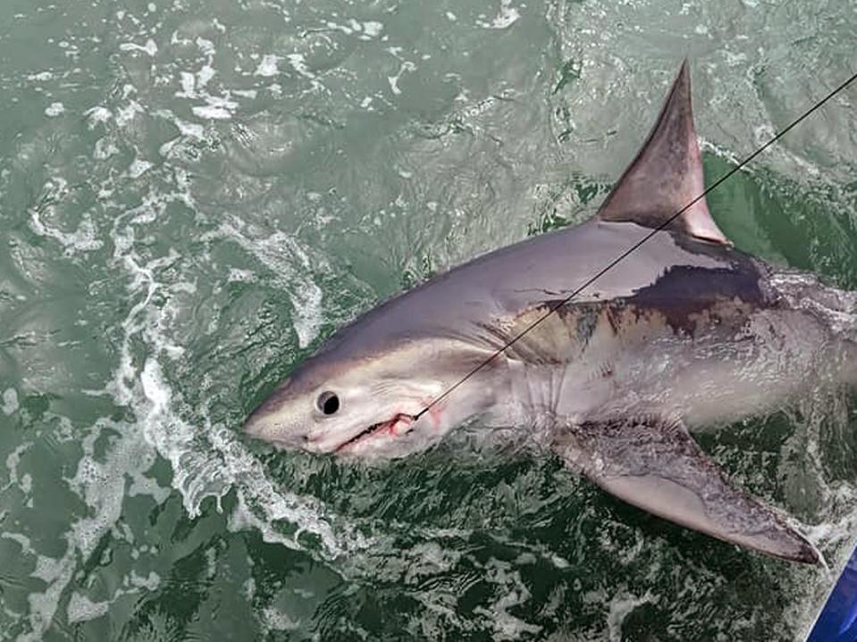  The shark is thought to have been a porbeagle - this one was caught by two fisherman last month