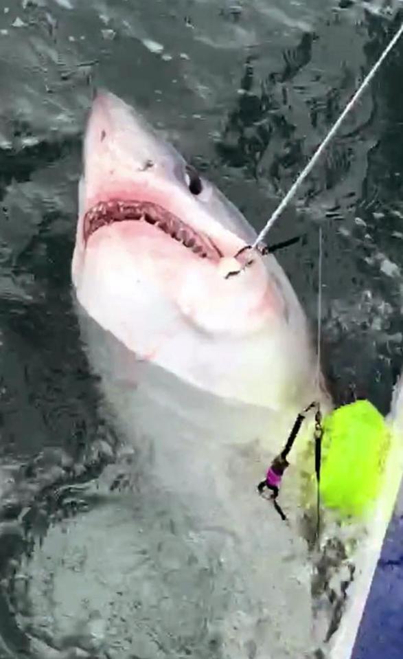  An eight-foot porbeagle shark was pulled in by fishermen on the Devon coast last month