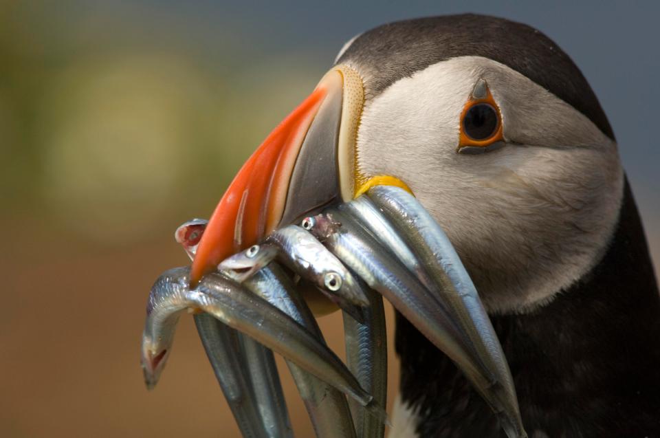  Puffins descend on Skomer island in Wales for breeding season in spring and early summer