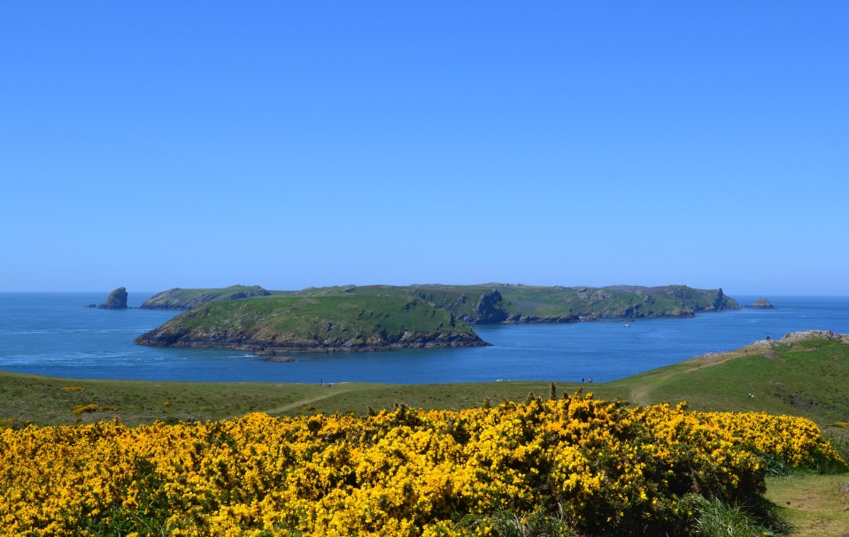 Skomer island is a short boat hop off west Wales' Pembrokeshire coast