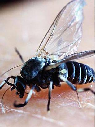  The Blandford fly normally bites ankles and legs as it flies close to the ground