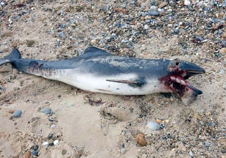 This carcass of a dolphin was washed up on a Great Yarmouth beach sparking fears a great white shark is on the loose