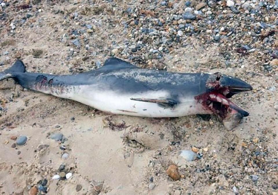  This carcass of a dolphin was washed up on a Great Yarmouth beach sparking fears a great white shark is on the loose