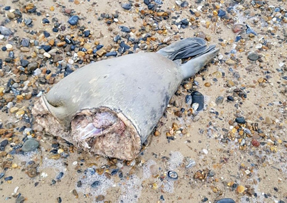 A half-eaten seal was found nearby last year