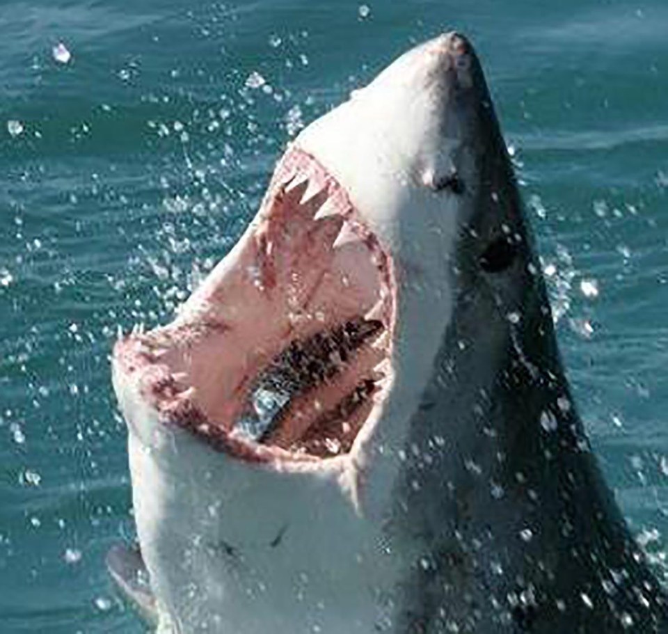 There are fears a great white shark could be stalking the waters off the coast of Britain