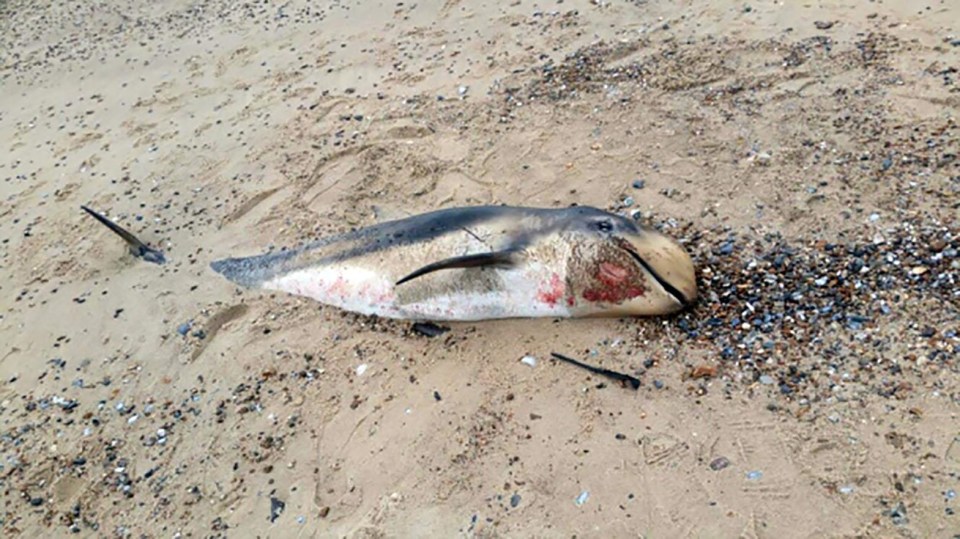 A second dolphin carcass was discovered nearby a day later