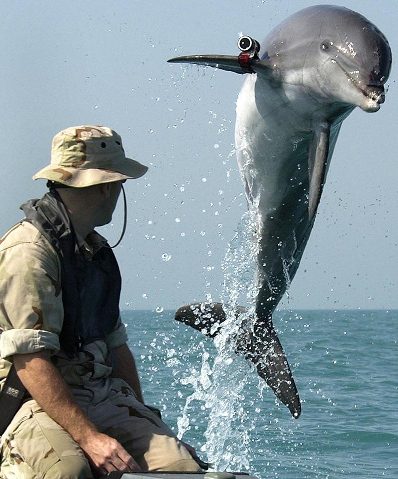  Pictured is a US army dolphin with a camera strapped to it