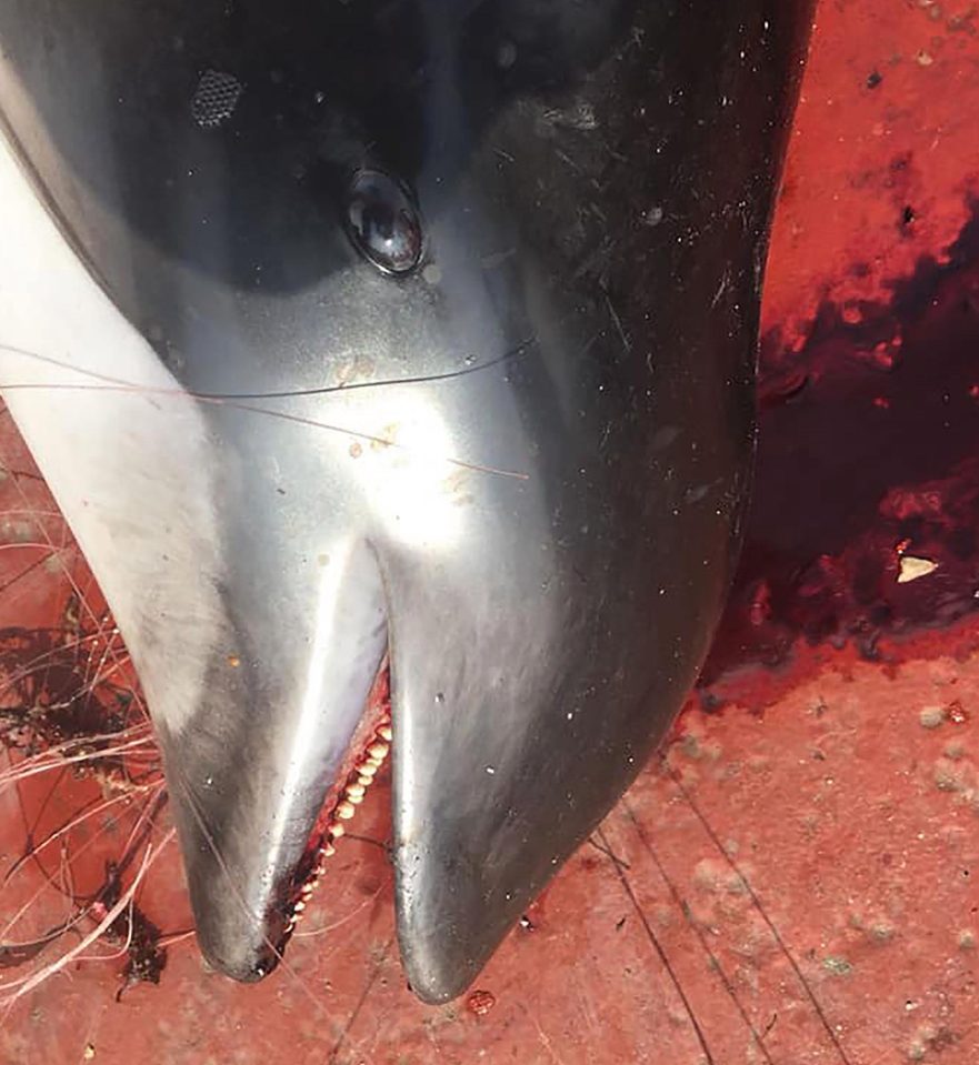  In shocking photos the 46 dead dolphins can be seen dead on the Russian ship which attempted to save them