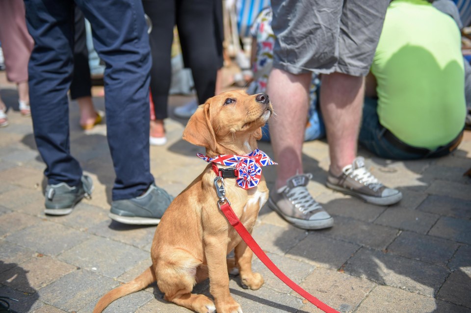 This pup had a patriotic bowtie