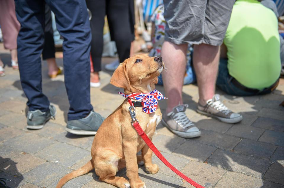  This pup had a patriotic bowtie