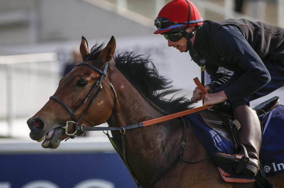  Perfect Clarity worked at Epsom racecourse on Tuesday ahead of her Oaks run