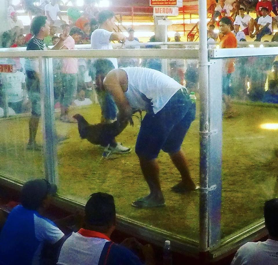  The depraved cock fighting event in Manilla which YPT bragged about online