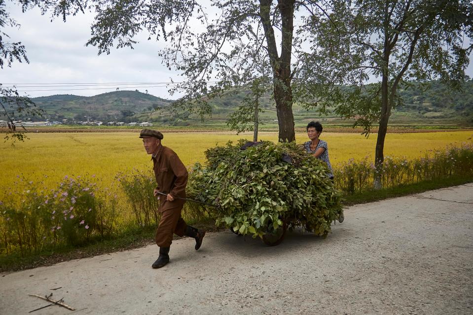  Two farmers in North Korea transporting crops to market