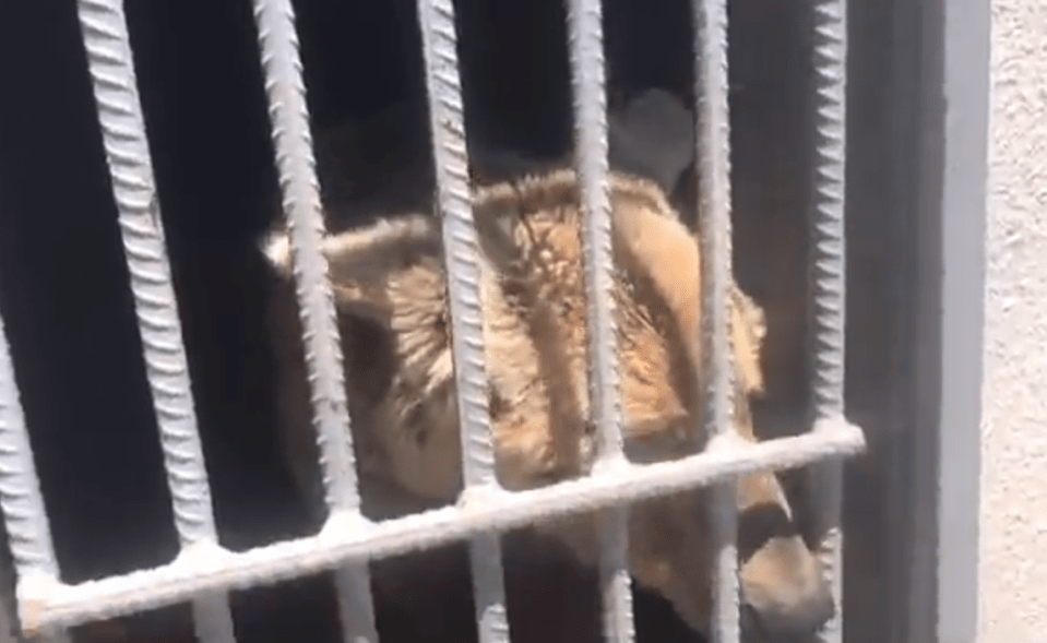  This is one of five bears charity workers are rescuing from the cages