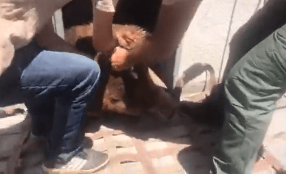  Workers were forced to drag the bear out from the cell