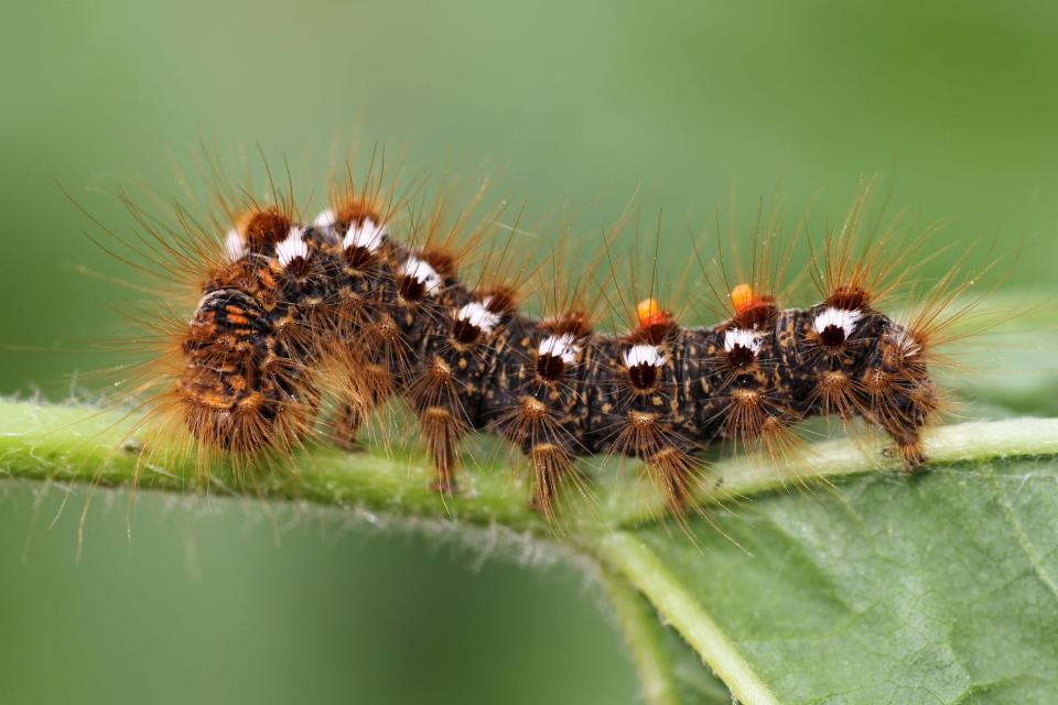  Brown-tail moths can give humans rashes with their highly irritating fur