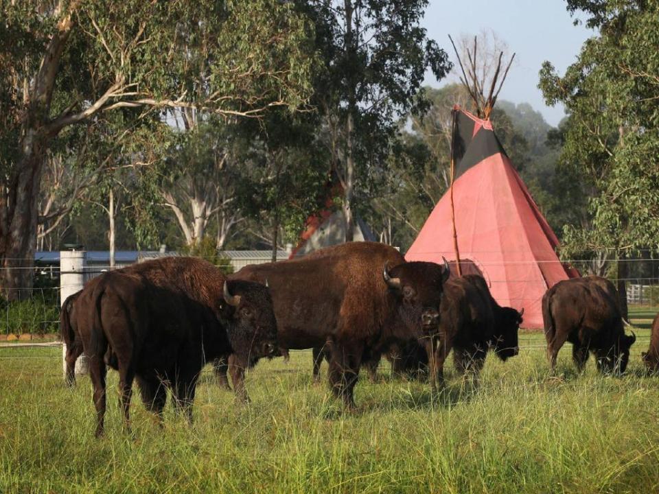  Aranyani Bison Adventure Park is only metres away from a working American bison ranch