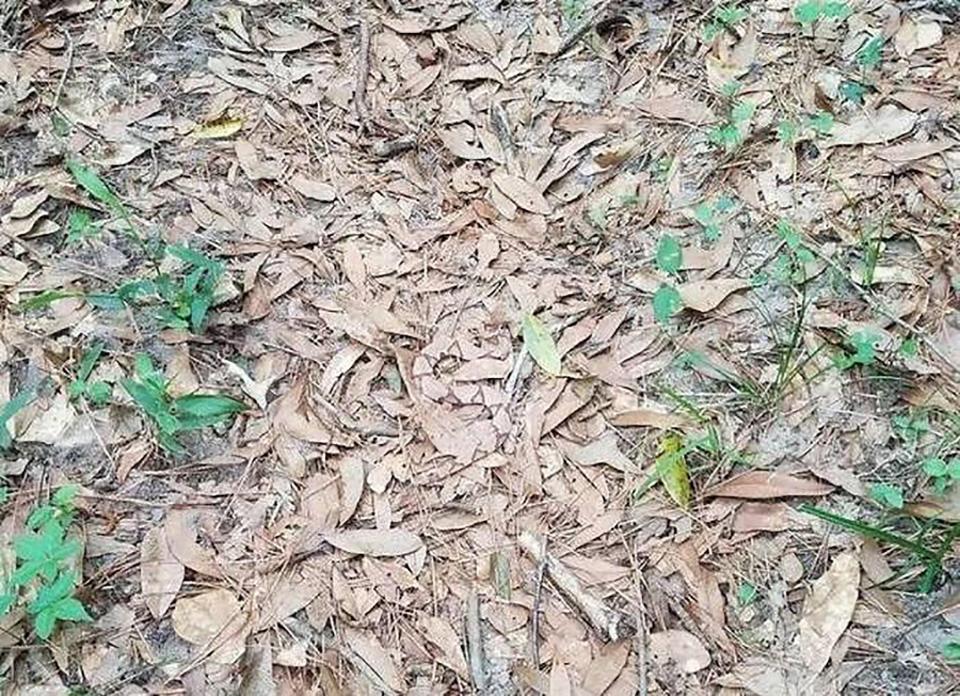  Can you spot the venomous snake that's hiding on the ground in this picture?