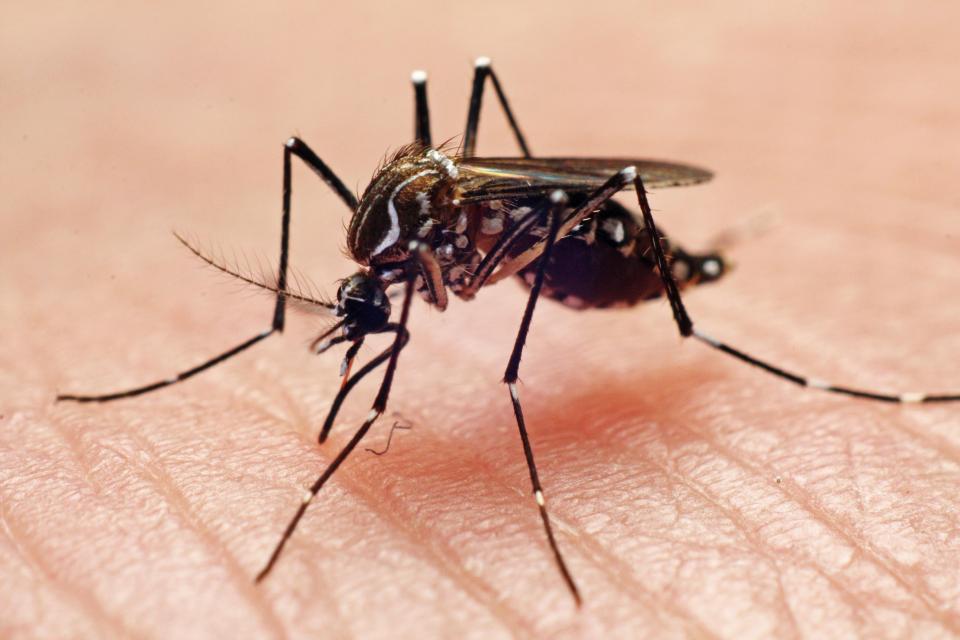  Mosquitoes are attracted to differences in our body odour