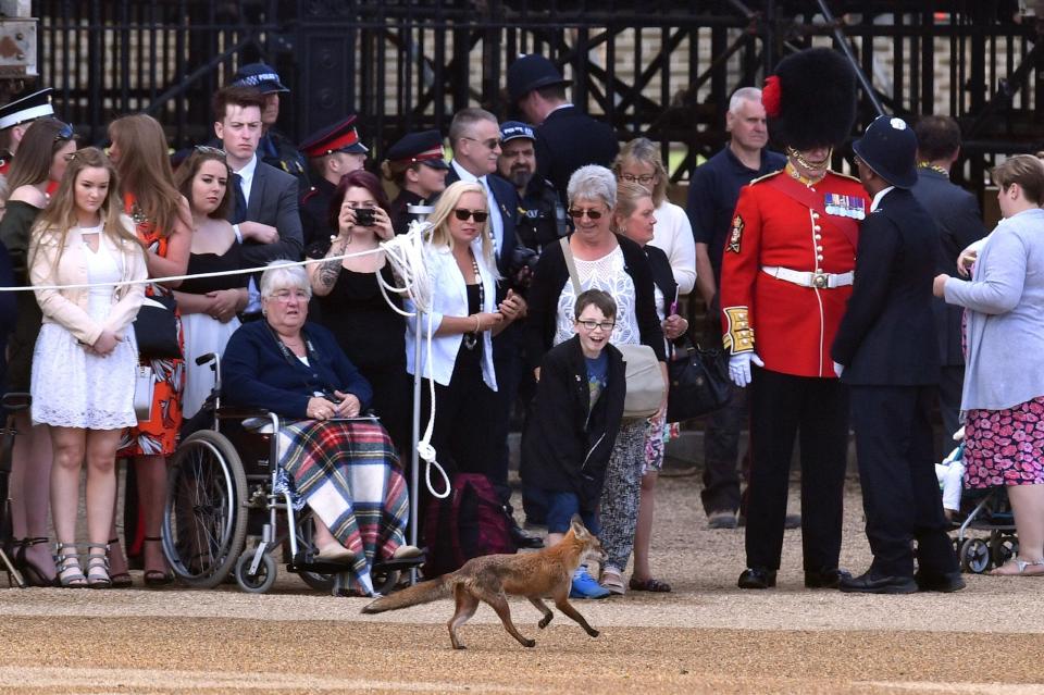  A fox amuses the crowd during the Trooping The Colour ceremony at The Royal Horseguards