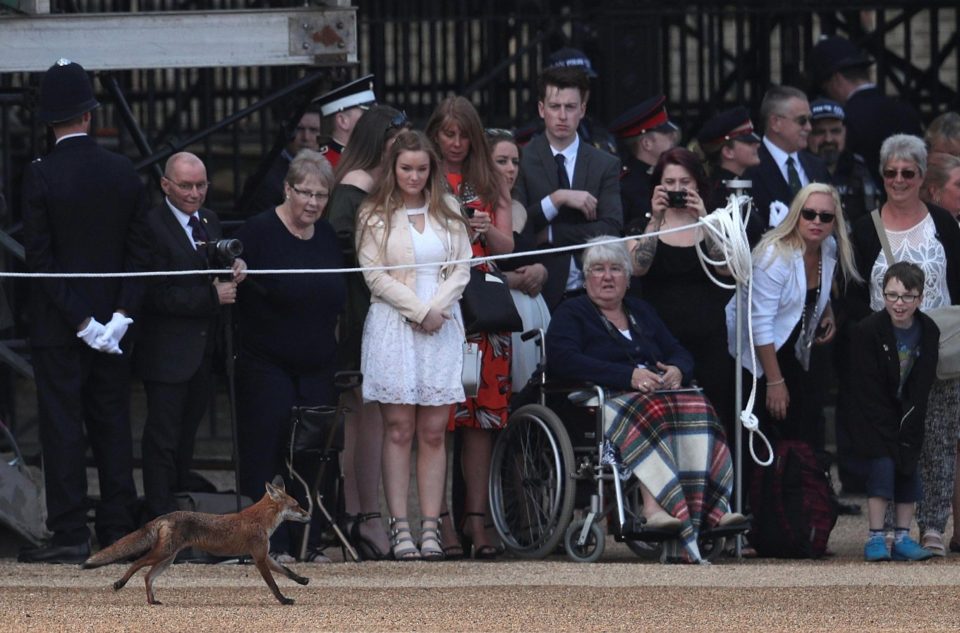  A fox runs in front of the watching crowd during the annual ceremony