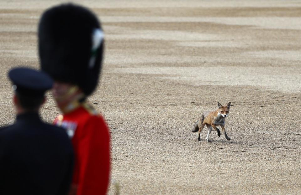  The fox runs across the parade ground during the parade in central London