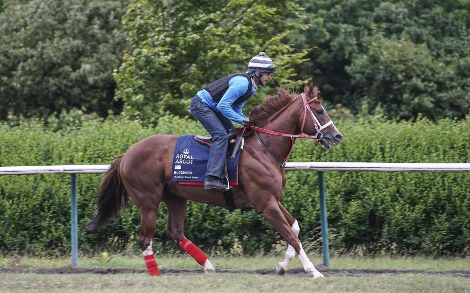  Bucchero on the gallops ahead of his Royal Ascot assignment