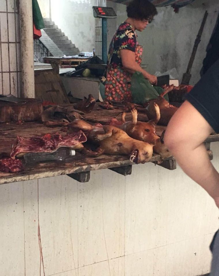  As many as 50 dogs are killed at the abattoir visited by Humane Society International every day