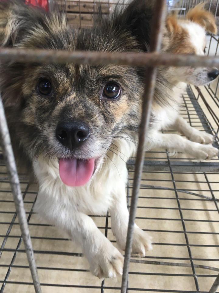  These lucky few dogs were taken to a rescue centre where they were found to be starving and sick